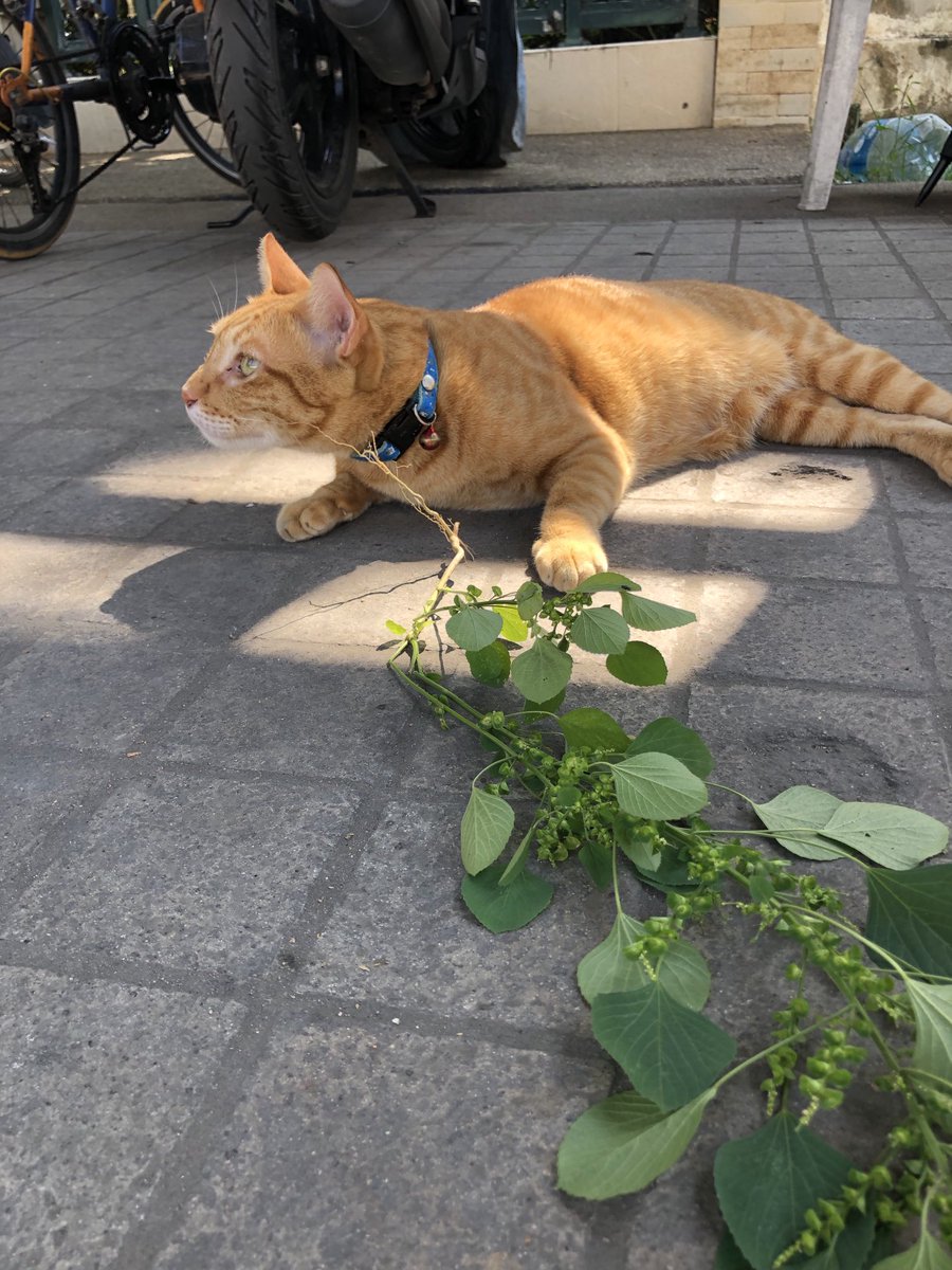 tamachare's tweet photo. ⁦@_DNVP_⁩ รบกวนหน่อยค่ะ แมวหลงทางมา อยู่ที่หมู่บ้านบ้านสวนพุทธมณฑล พุทธมณฑลสาย1มาเป็นอาทิตย์แล้ว หนุ่มส้มหล่อมาก นิสัยดีมากๆ เชื่องสุดๆ ปลอกคอสีฟ้า เจ้าของคงคิดถึงมาก ขออนุญาตประกาศตามหาเจ้าของค่ะ https://t.co/Rcu7mJCdHr