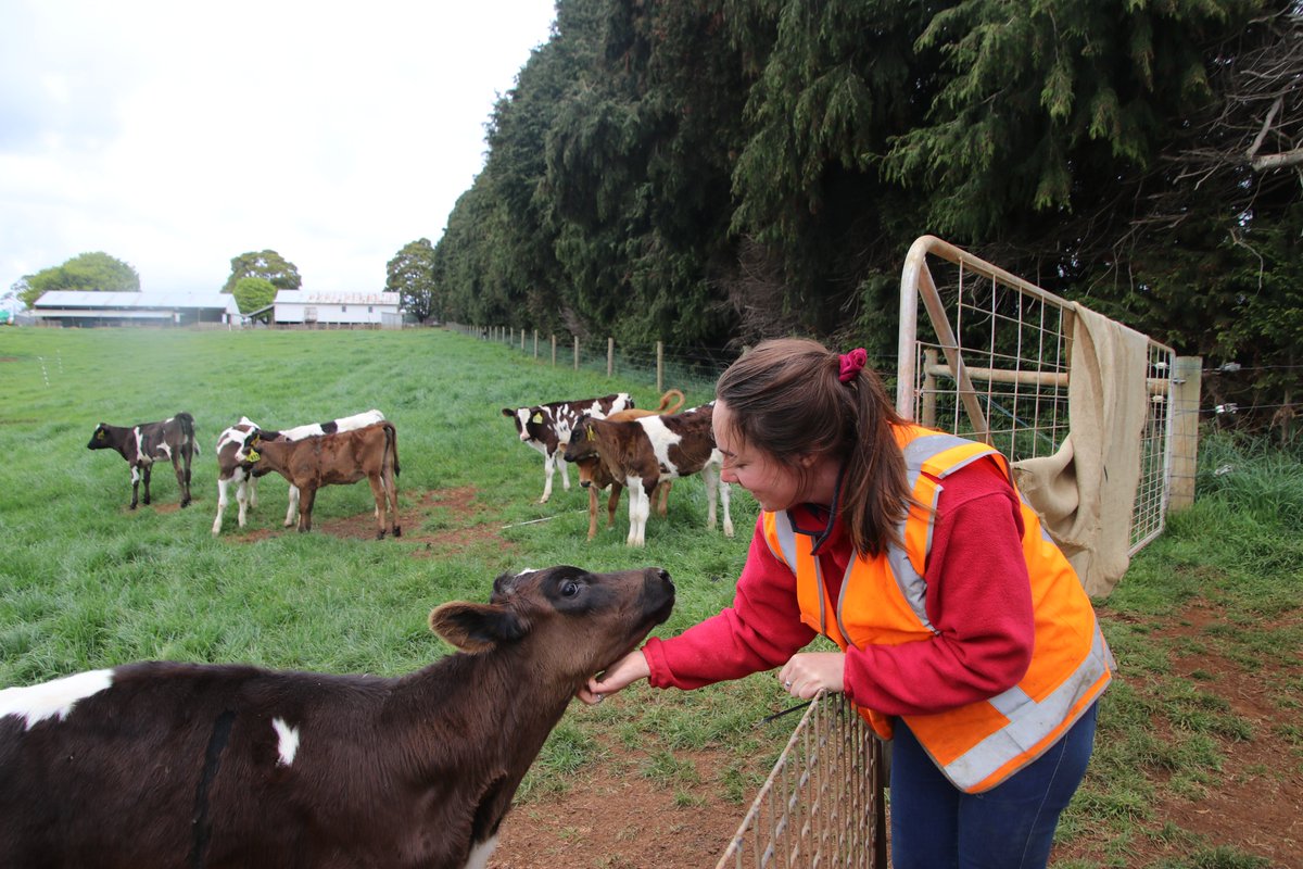 awssum_gsa's tweet photo. On Dec 14th at 1pm AEDT following a keynote talk by Dr David Beggs, Laura (@CowLaura) will present a snapshot of her research in a #NLWS presentation on the effects of adult contact during rearing on social behaviour of dairy heifers. Register to attend at https://t.co/KR8oNoxnGZ https://t.co/ys6dLP2v5s
