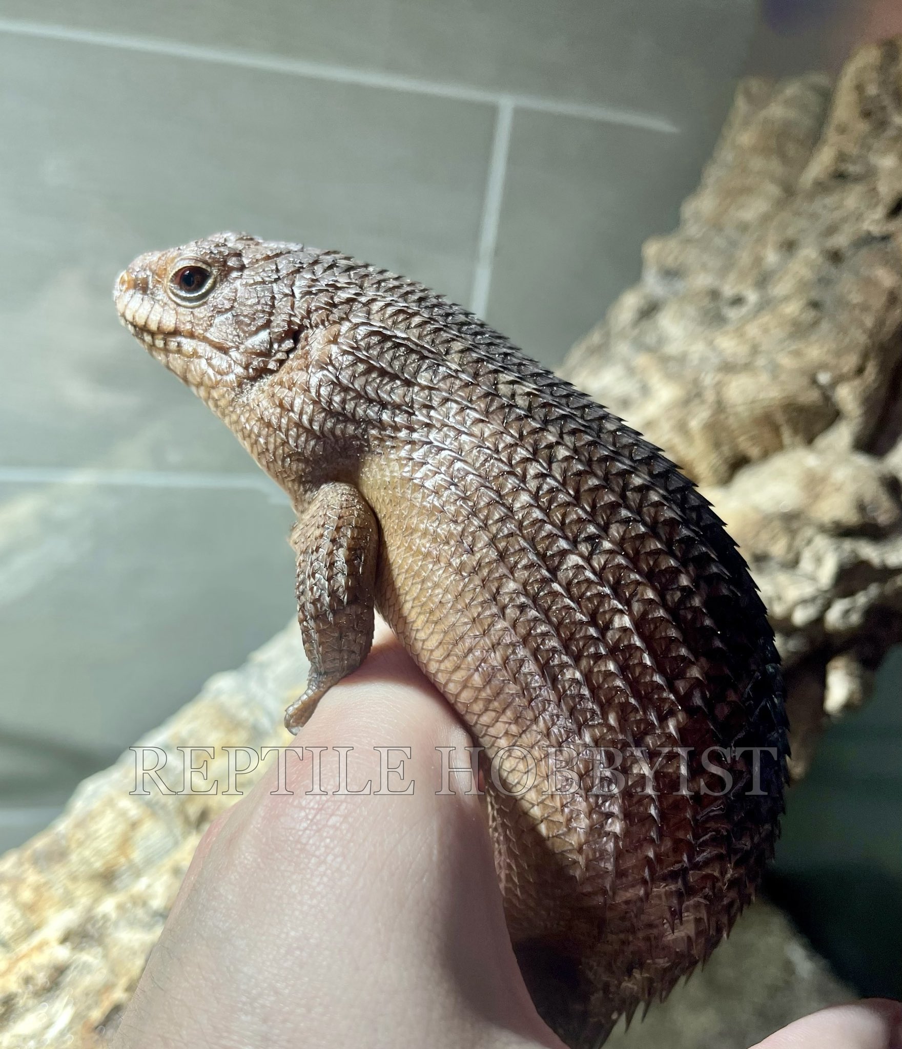 Reptile Hobbyist 写真のストケスイワトカゲのオス個体を店頭にて販売しております オスらしい良い顔付きです Egernia Egerniastokesii 他にストケスイワトカゲ18cbの2匹セットも販売しております T Co Of0lmqum3r Twitter Reptile Hobbyist 写真のストケスイワトカゲのオス個体を店頭にて販売しております オスらしい良い顔付きです Egernia Egerniastokesii 他にストケスイワトカゲ18cbの2匹セットも販売しております T Co Of0lmqum3r Twitter
