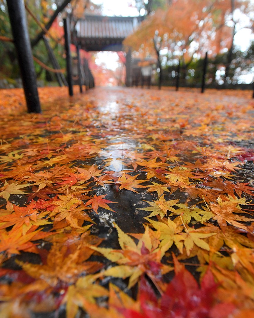 京都新聞 京都新聞写真部のインスタグラムで京滋の紅葉の様子を写真や動画で紹介しています 写真は長岡京市 光明寺の もみじ参道 です 21年12月7日撮影 T Co Fbqkplcg1u T Co M04mq0wmji Twitter 京都新聞 京都新聞写真部のインスタグラムで京滋の紅葉の様子を写真や動画で紹介しています 写真は長岡京市 光明寺の もみじ参道 です 21年12月7日撮影 T Co Fbqkplcg1u T Co M04mq0wmji Twitter