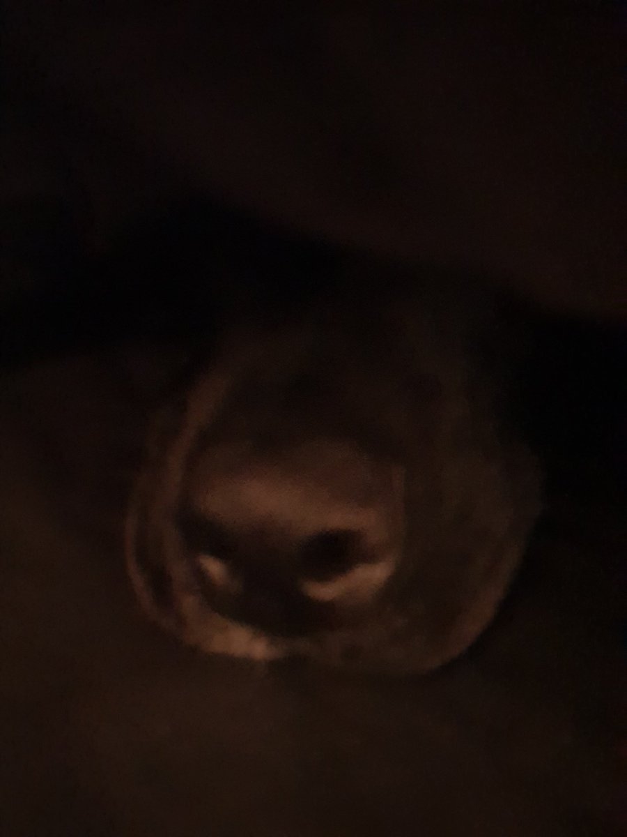 _SockDog's tweet photo. Too colds, not comings out https://t.co/VQ8cEhLcwn