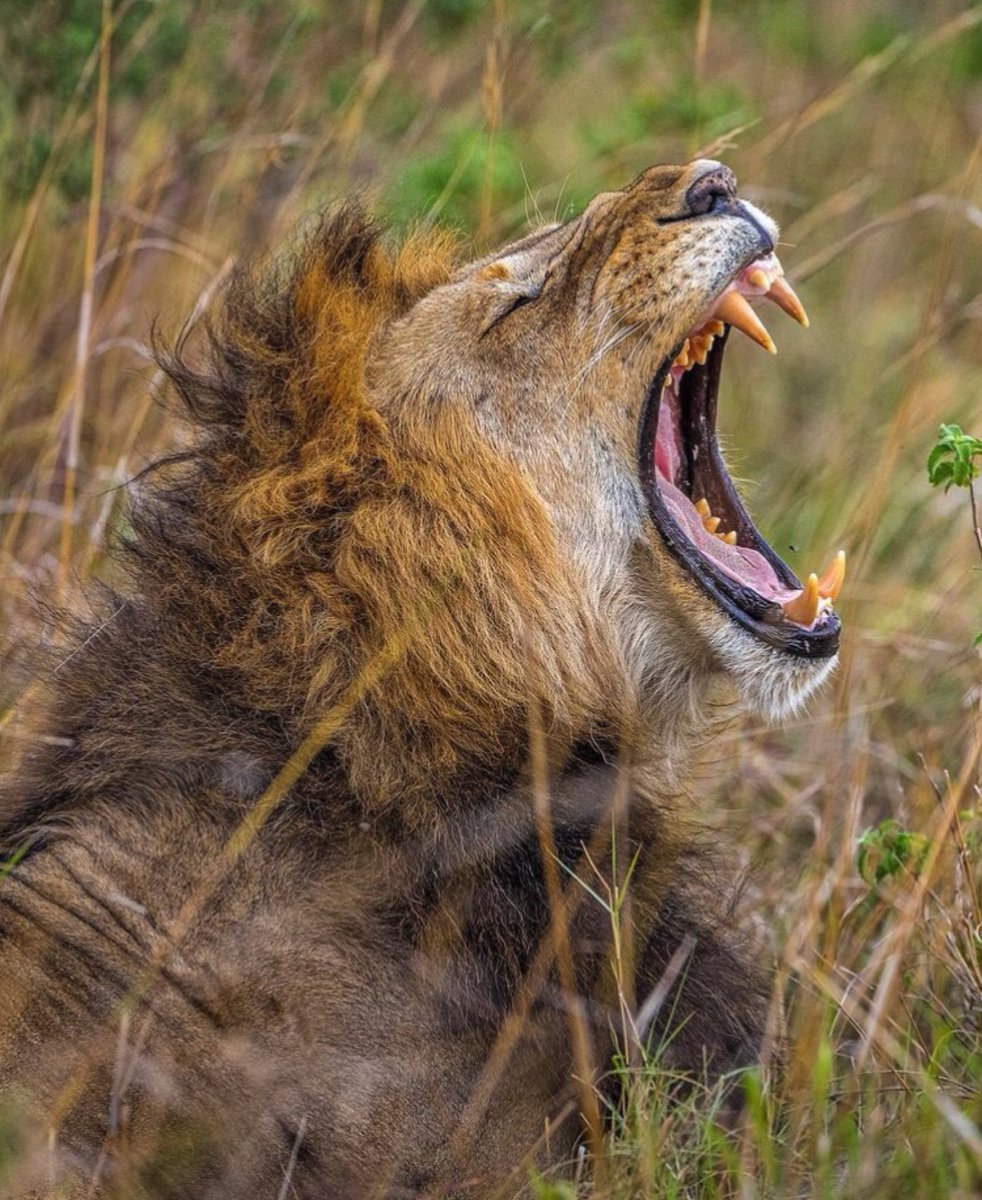 palyec's tweet image. Good morning Africa...Time for breakfast