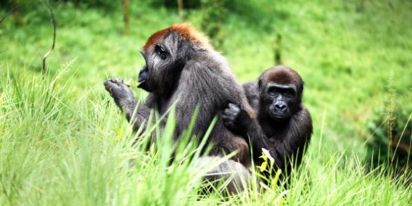 Congo Brazzaville-Fortune of Africa
Celebrating the important efforts of Sustainable Biodiversity Conservation in Africa. #SustainableTourism #SustainableBiodiversity