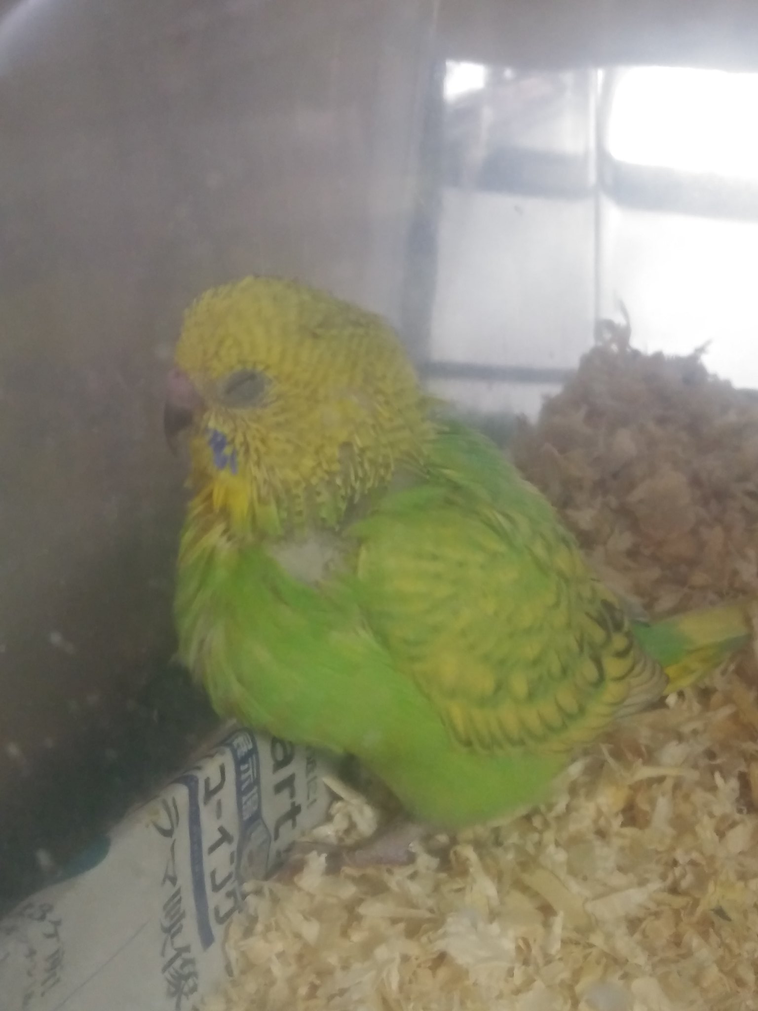 田中金魚 実はこっそり来店していた菜の花色のセキセイインコさん イエローとライトグリーンのパステルさんです ゴハンを食べる とそのうがぷっくり 食べ過ぎ 沢山食べて元気に大きくなろうね セキセイインコ 手乗り 雛 T Co Hkbh2lht1b