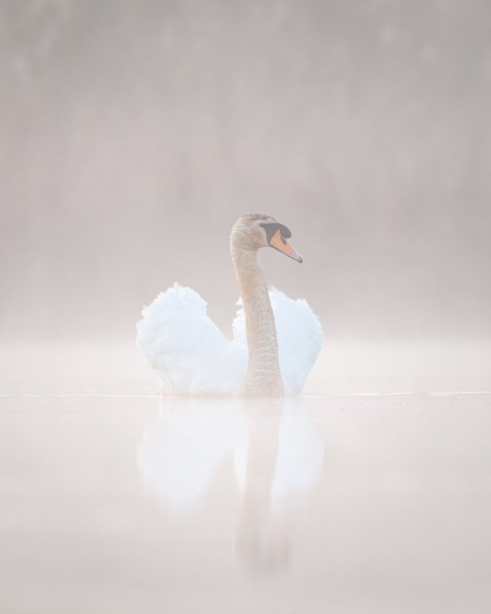 Wrap up warm and head out on a walk in nature at Silverlake, Dorset 🦢.

What wildlife will you spot on your adventure?

#habitatfirstgroup #silverlake #silverlakedorset #pureadventure #livethewildlife #habitatescapes #nature #wildlife #swan