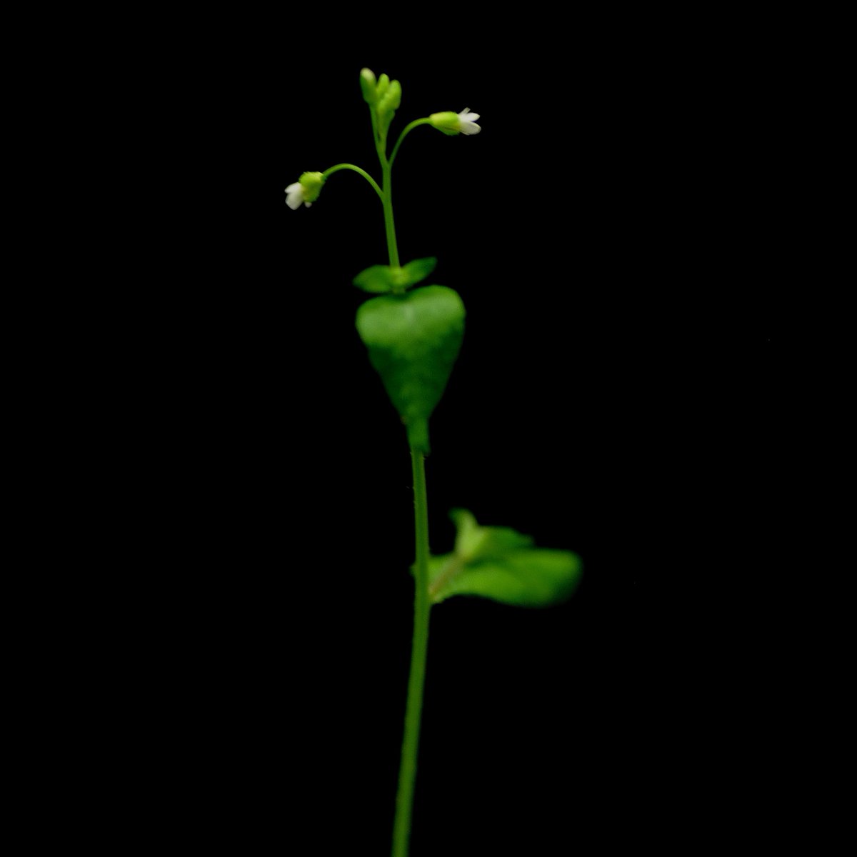 LittlebigTham's tweet photo. Tiny flowers 🌼❤️🌱🥰 https://t.co/3XHSZ5b6Dh