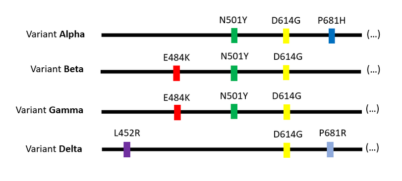 LightOfEvol's tweet photo. Early in December 2020, the coronavirus SARS-CoV-2 was found in the waste waters of a Swiss ski resort. Analyze its sequence to see if it was the Alpha variant.
https://t.co/zSYJ1SeyK5 https://t.co/foLpxEVF8F
