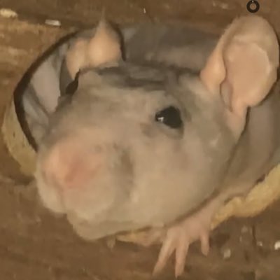 moke1400's tweet photo. #NyttProfilbilde https://t.co/wlHw3UxRy0