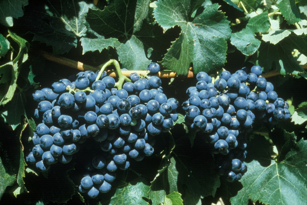 #RP_INRAE Fin du projet #LACCAVE : 100 chercheurs mobilisés pendant 10 ans pour l’adaptation de la #viticulture🍇au #ChangementClimatique
✅des solutions existent si filière, pouvoirs publics et recherche restent mobiliser, ensemble.
▶️url.inrae.fr/3GfifKo