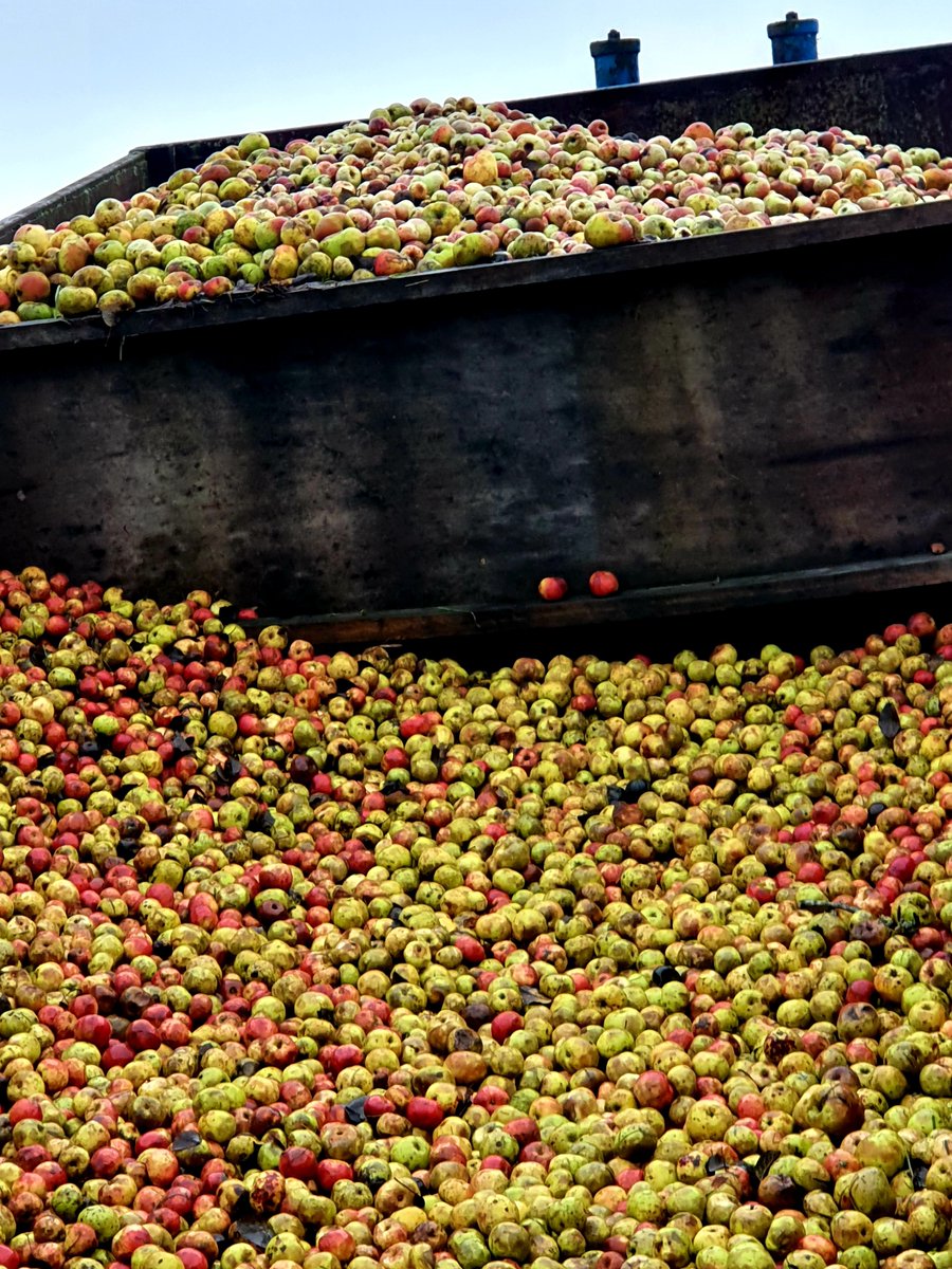 TemplarsCider's tweet photo. 1/3rd of the way through pressing next 10 tons of our cider apples, excellent cond. perfectly ripe, they go through a rock filtered spring water bath &amp; sprinkler before milling &amp; pressing #cider #realcider #cidre #apple https://t.co/rxjpuhSDrV https://t.co/SVzX9k27rX