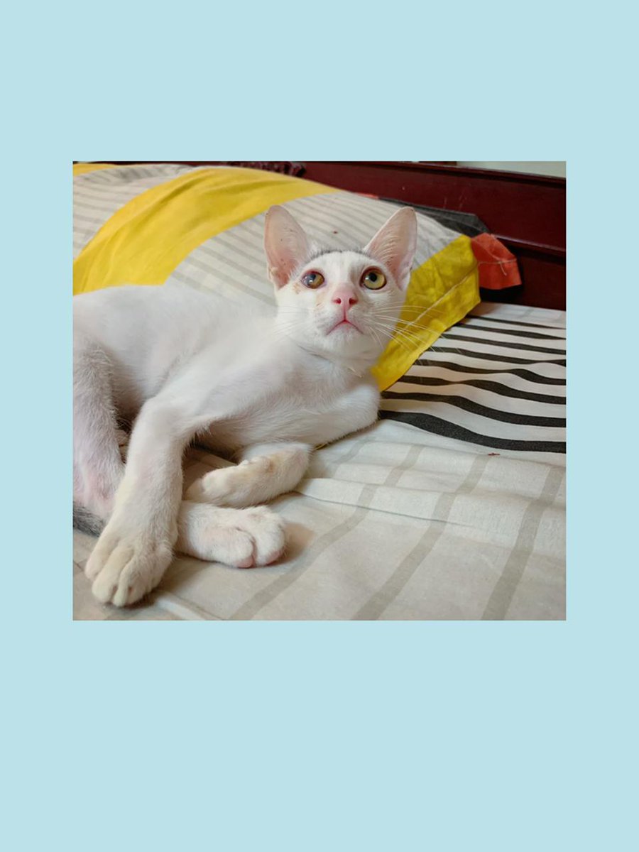 #Adoptionalert A 3 month old male kitten (Leo) and a 13 month old female dog (Brownie) are up for adoption in Chennai. They are well behaved, vaccinated and extremely attached to each other. Joint adoption preferrable. HMU if you have any leads. #Adoptdontshop #Chennaiadoption