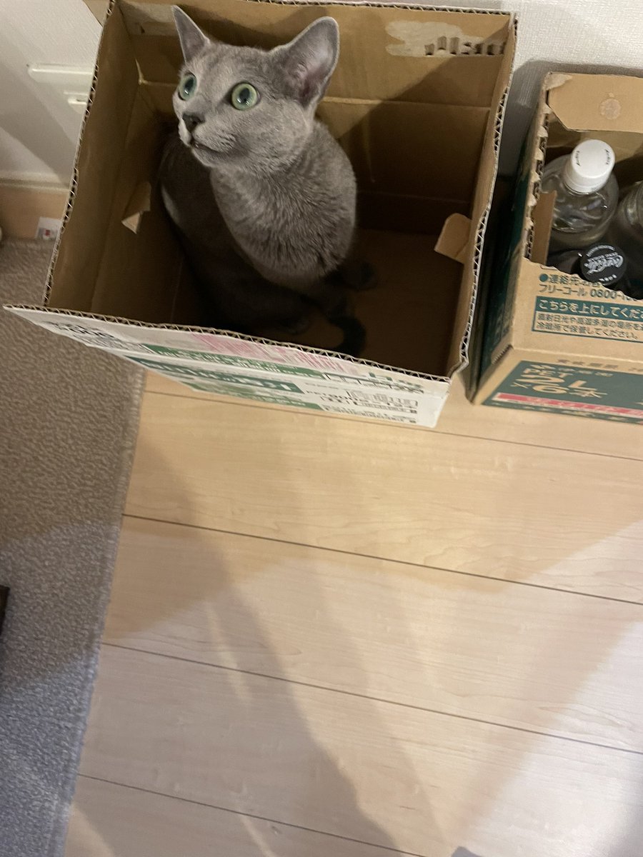 stellar215's tweet photo. 段ボール箱に目がないミシェルちゃん📦　ちなみにコレは、青汁の箱です😆 https://t.co/YeO129j9qN