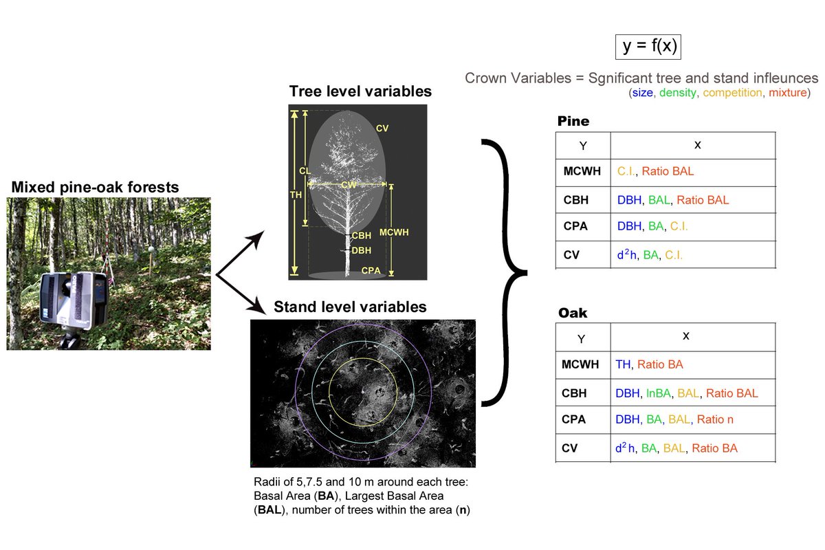 YoungForesters's tweet photo. 📢 Nueva publicación @UzquianoSara @EhbrechtMartin @fbravo_SFM #somosIUFOR
🌳 Quantifying #Crown Morphology of Mixed Pine-Oak Forests Using Terrestrial Laser Scanning #TLS
👉🏻 https://t.co/qCMp7vlqbs
@ETSIIAAPalencia @UVaPalencia @UVadivulga
#MixedForest #SoyForestal https://t.co/s52QgcS9Rx