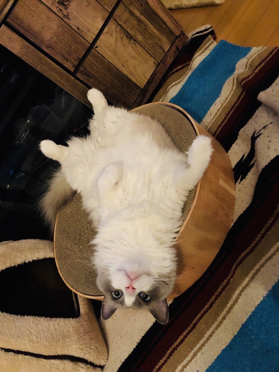 Oh_My_Calcho's tweet photo. リラックスにゃ〜😽💕

#猫がいる暮らし
#ラグドール #猫 
#猫好きな人と繋がりたい https://t.co/FBfCTZQ5jm