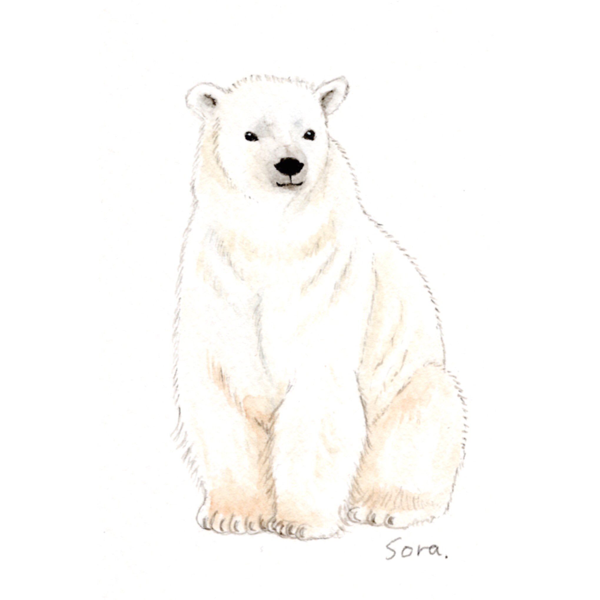 そら 固定ツイ見てね ˊᵕˋ ੭ 描いていたもの ホッキョクグマ シンプルにしてみました 手抜きって言わないでww フリー写真を参考にしました ハガキサイズ ホワイトワトソン シロクマ イラスト 水彩 水彩画 水彩イラスト 動物