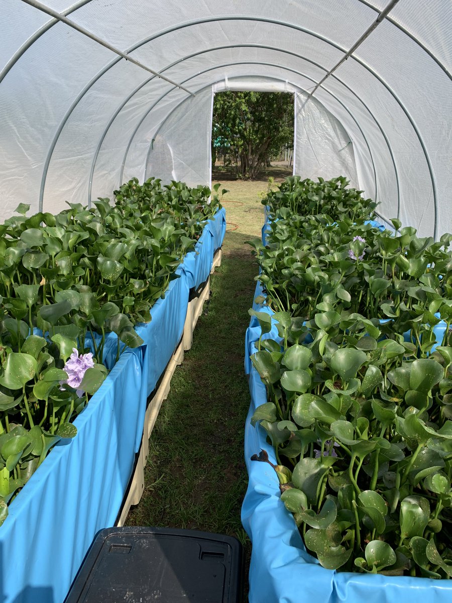 Ben_is_Outside's tweet photo. To help manage water hyacinth and water lettuce at #InandaDam I helped train local stakeholders from Umgeni Water and Msinsi in insect mass rearing so that they can use #biocontrol to manage their systems

@RhodesUniCBC https://t.co/htWhSl4NkA
