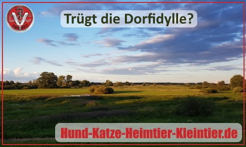 docgoy's tweet photo. RT @docgoy: Ergänzung zu dem Artikel in der #EJZ von gestern, 6.12.21, über die #Streunerkatzen und die #Kastrationsaktion: https://t.co/mIaAvxQ0mQ 🐈😢 https://t.co/Gc6qLSVQQ9