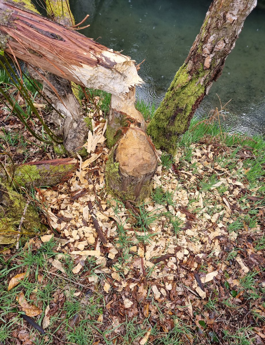 evabishop's tweet photo. π« #BeaverCal #Advent DEC 7
Gnaw way! I just love this carpet of #beaver chips.
Pretty clever, toppling trees to access bark along the trunk, twigs and leaves, and of course for building materials. https://t.co/4LYn3SQqnp
