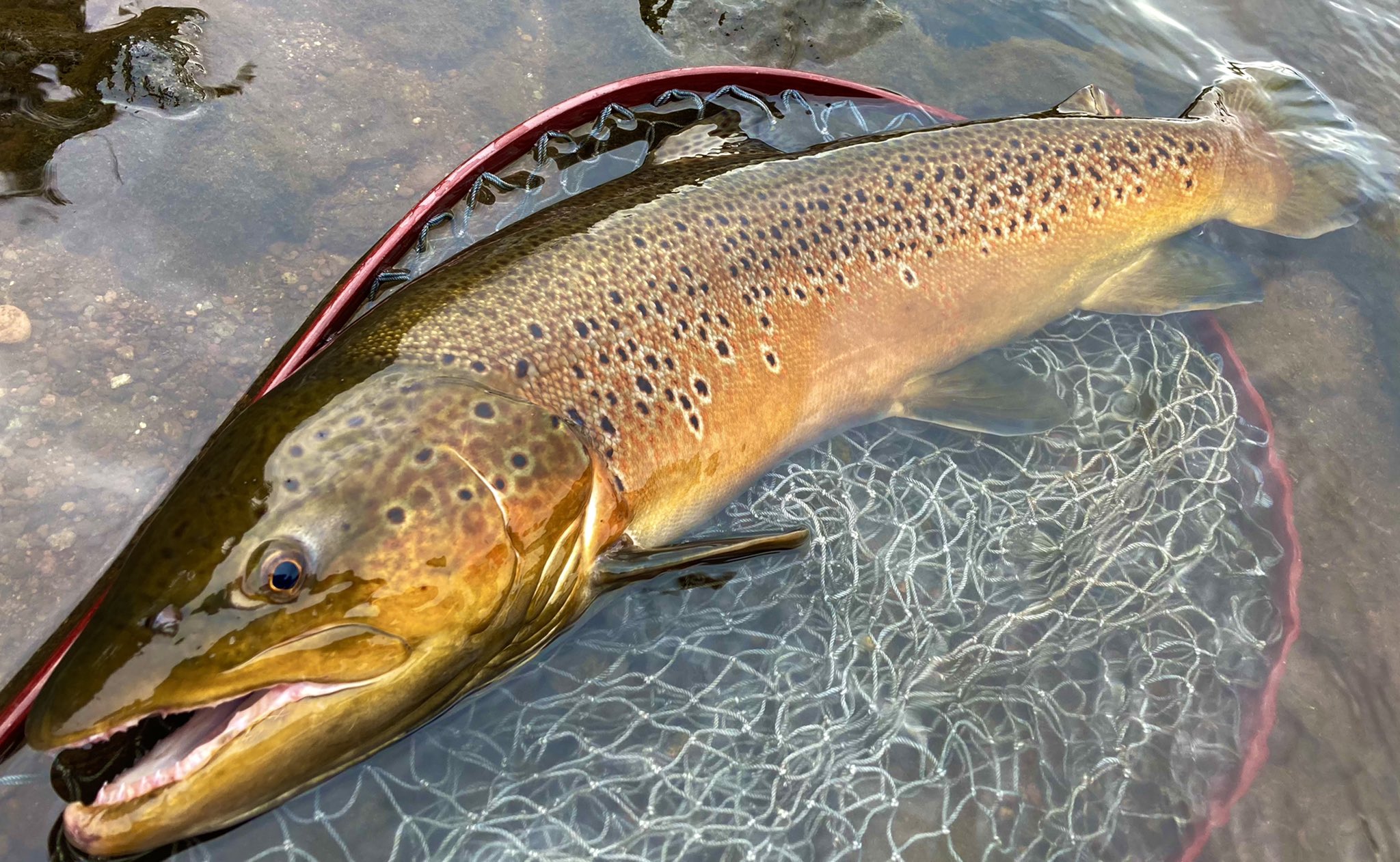 高 旦那 派手なやつ釣れた 芦ノ湖 ブラウントラウト T Co Z46dj4jfeu Twitter