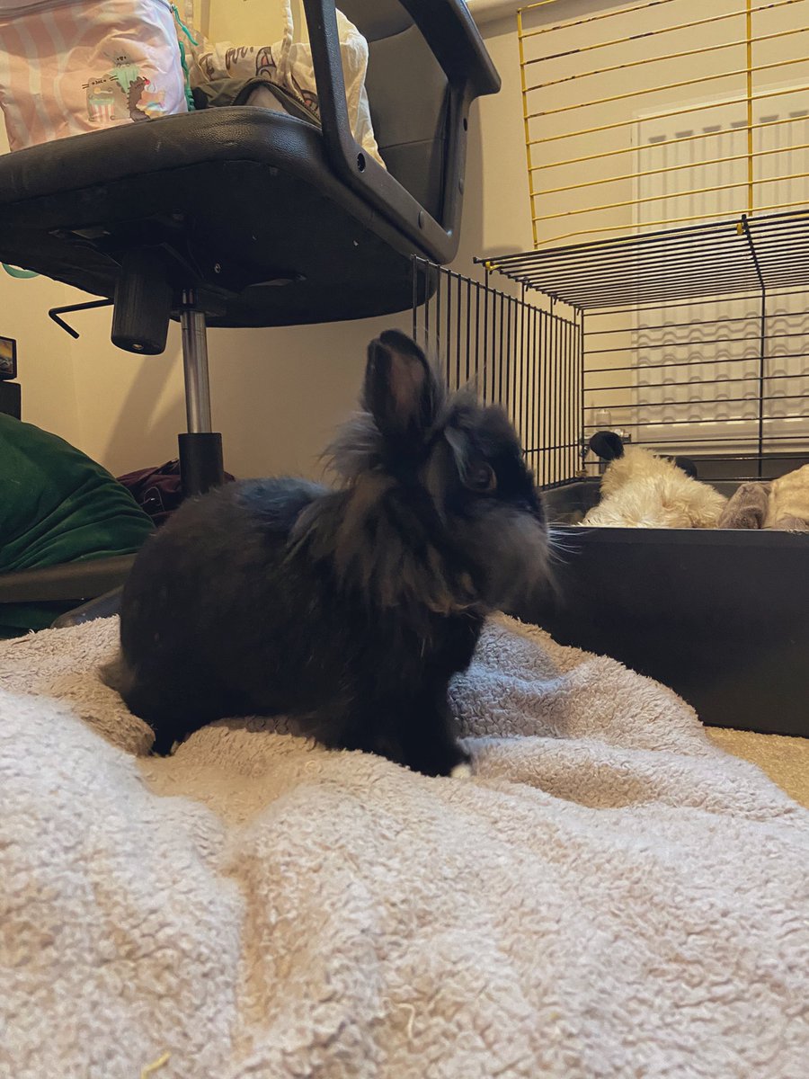 I’ve been living in the office for a few weeks now. I am enjoying it. But I must have supervised roamings coz there are lots of nommy snakes 🐍