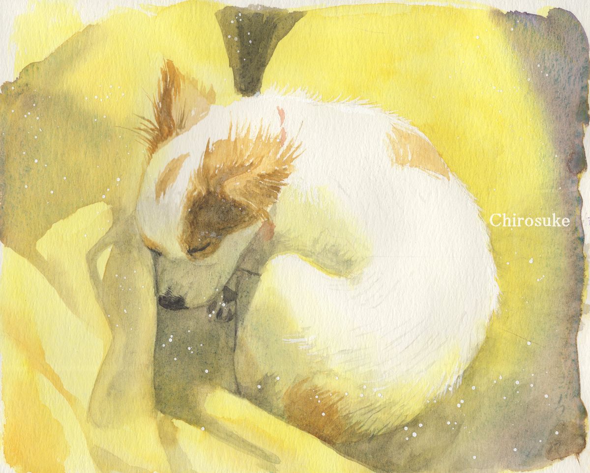 「#名刺代わりの作品をあげてください
愛犬をモチーフに描いています 」|ちろ助のイラスト