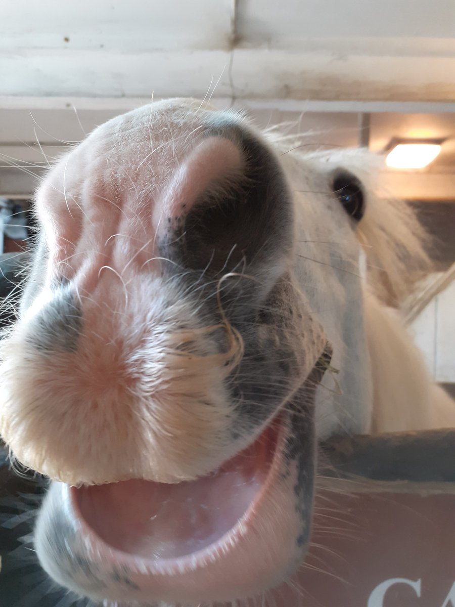 Park Lane Stables tweet media