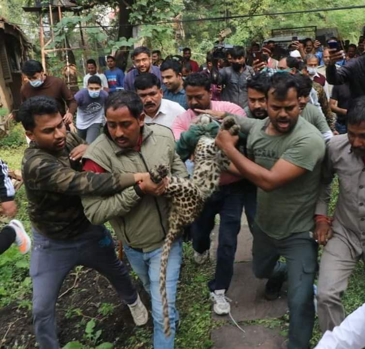 Self belief & the confidence of rescuing the missing leopard finally paid off. Search operation for six days on a trot by the self motivated rescue team & ably aided by Indore Zoo could bring an end to speculations. Role of Media for weeklong operation deserves special mention.