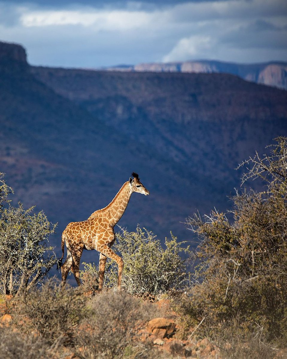 southafricauk's tweet photo. 🦒Morning walks in the Great Karoo with young giraffes being always a treat to spot on safari. Fantastic capture by 📷@kathleen.vanoppen at @SamaraKaroo  #MeetSouthAfricaLater #Wildlife #Adventure #safari #bushwalk https://t.co/Vhhwj9g5Jh