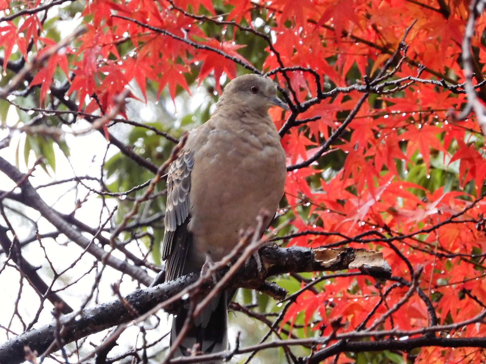 山鳩 Twitter Search Twitter