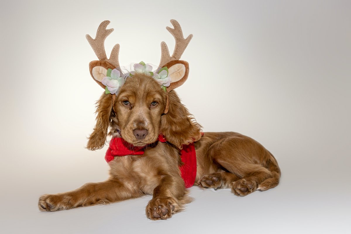 Santa's new little helper #dogsoftwitter #WritingCommunity #MerryChristmas