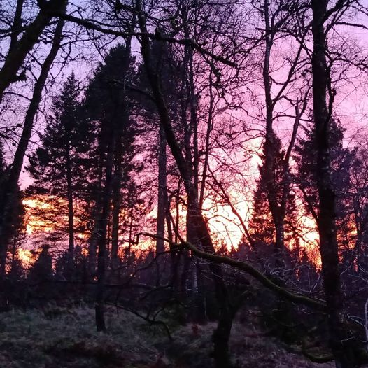 PerthshireWild's tweet image. The weather thankfully cleared on Saturday for our #WinterBeaverSafari &amp;amp; we had a great afternoon  looking at the beavers&apos; amazing engineering, ecological feats &amp;amp; this beautiful sunset. Happy belated birthday Sarah! Thanks to @bamffeco for hosting us. #beavertourism #greatdaysout