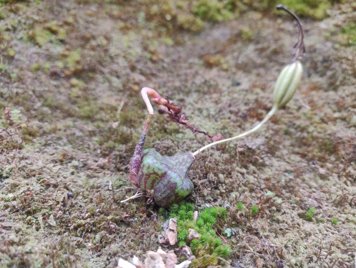 One of #NepalOrchids, Pleione praecox, is blooming
--signalling the start of harvest for the medicinal #orchid trade.

@GreenhoodNepal colleagues are collecting the first-ever baseline on this illegal but little understood trade. 
@iwtcf project on orchid conservation & trade.