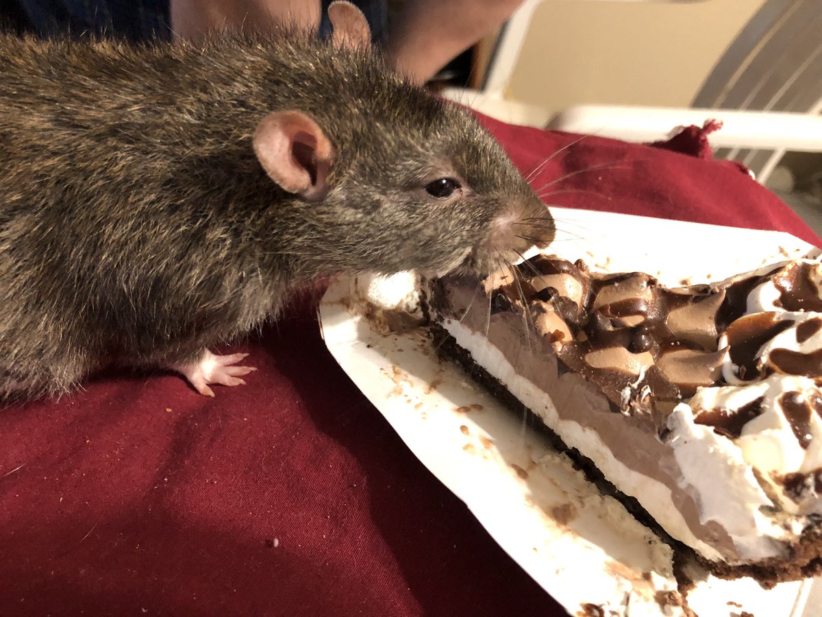 Brownie says thank you for all the birthday wishes! He had lots of yummy treats today 🎉🎉🎉