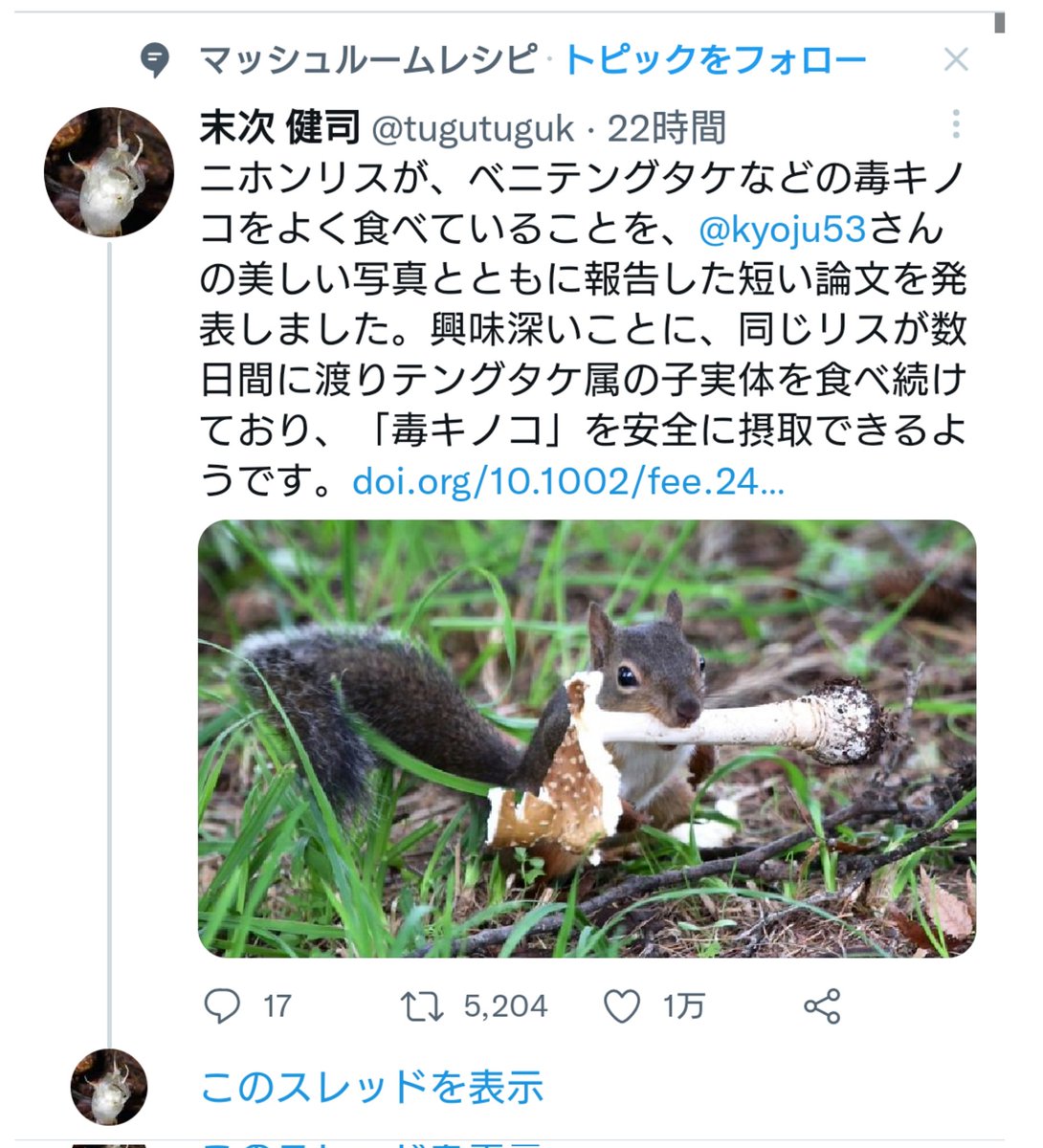 ニホンリス 毒キノコ食べてみた 毎日ベニテングタケなどを食べ続けた結果 つよすぎ かわいい と話題に Togetter