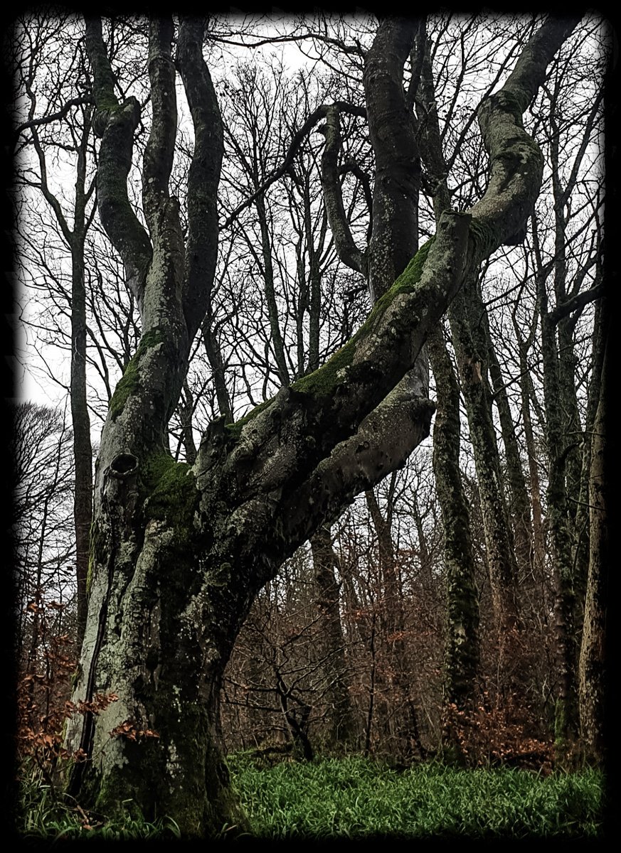 TheCemetress's tweet image. Happy #thicktrunktuesday Everyone!
🥰🙌🏼🌲🌬✌🏽🖤
Hope you all have a good one!
#Treemunity
#TeamTree
#MySecretPlace