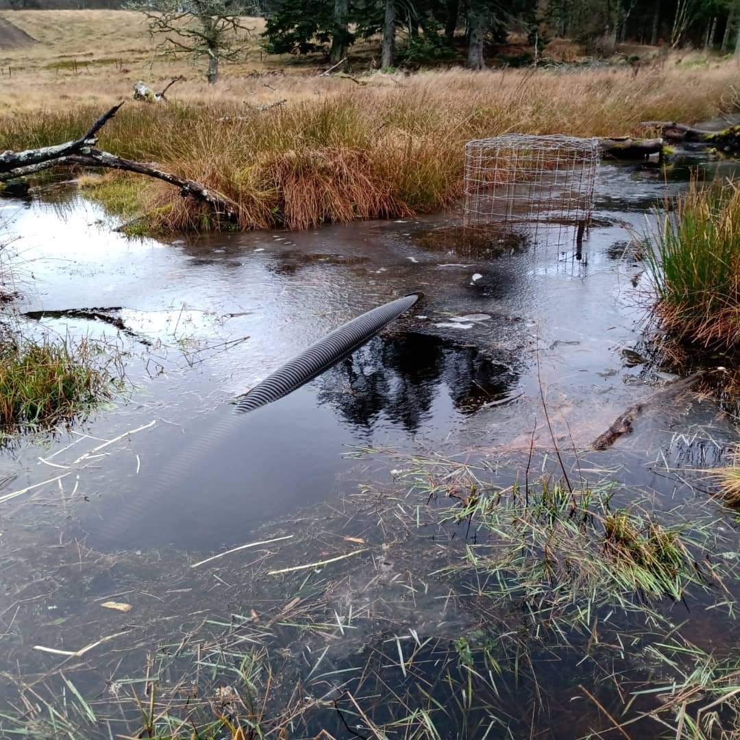 PerthshireWild's tweet image. The weather thankfully cleared on Saturday for our #WinterBeaverSafari &amp;amp; we had a great afternoon  looking at the beavers&apos; amazing engineering, ecological feats &amp;amp; this beautiful sunset. Happy belated birthday Sarah! Thanks to @bamffeco for hosting us. #beavertourism #greatdaysout