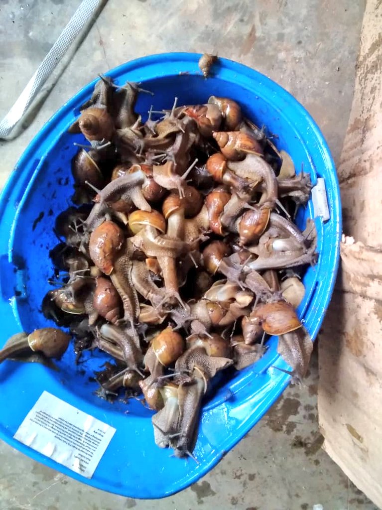 ABPInfos's tweet photo. 1/3 #Burundi Des escargots qui attaquent les champs de maïs en jeune âge font parler d'eux en commune #Kabezi (@BujumburaProv). Les collines touchées sont #Ramba, #Kabezi, #Migera et #Gakungwe. https://t.co/bdgPgTYEY2