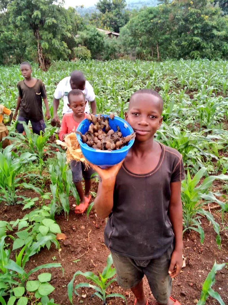 ABPInfos's tweet photo. 1/3 #Burundi Des escargots qui attaquent les champs de maïs en jeune âge font parler d'eux en commune #Kabezi (@BujumburaProv). Les collines touchées sont #Ramba, #Kabezi, #Migera et #Gakungwe. https://t.co/bdgPgTYEY2