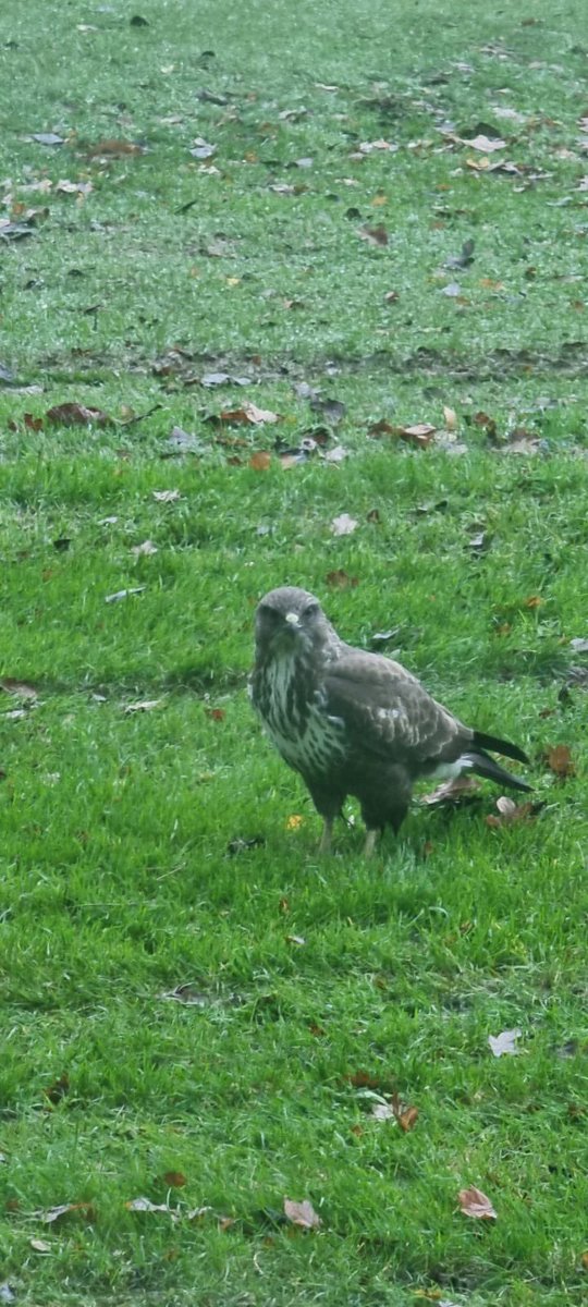 scraptoftgolf's tweet photo. Our new course visitor is here to remind you to eagle as many holes as you can! ⛳️🦅
#golfcourse #golfenvironment #golfvisitors #golfuk #golflife https://t.co/MaT1RiBCAg