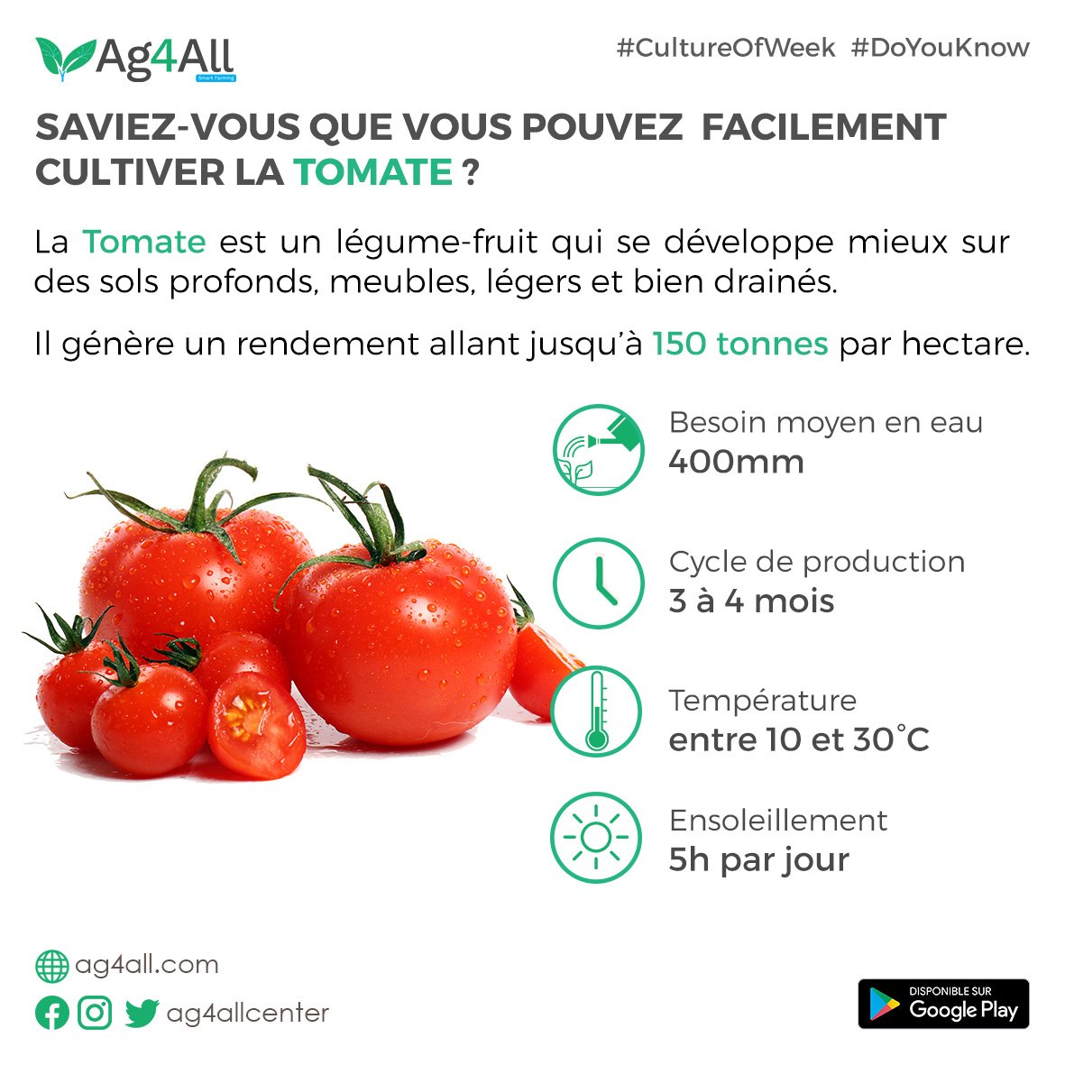 ag4allcenter's tweet photo. Au Bénin la tomate est la principale culture maraîchère et constitue une importante source de revenus. Les rendements varient de 10 à 150 tonnes par hectare en fonction du type de culture et de la longueur du cycle. 
#cutureofweek #doyouknow @gouvbenin @FAO https://t.co/ITUhZhny8l
