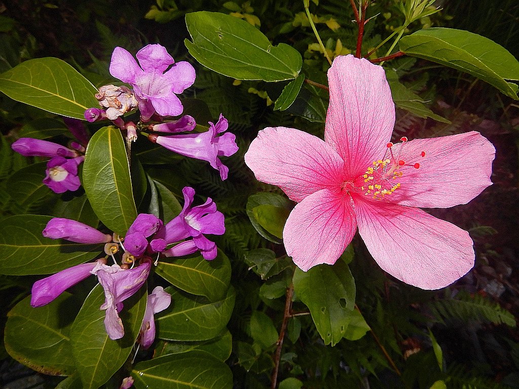 ガーリックバインとピンクのハイビスカスのコラボが、とても綺麗です。 The collaboration between garlic vine and pink hibiscus is ver