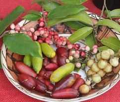 ACSCoursesUK's tweet photo. IS IT EDIBLE? - An introduction to Australian Bush Tucker. How can you tell whether a plant is edible or poisonous? https://t.co/wODFNpH2Ca #bushcraft #bushcraftgear #tucker #tuckeredout #plantbased #bushtuckertrial #distancelea #distancelearning2021 #distanceeducation https://t.co/0J61NDRTeP