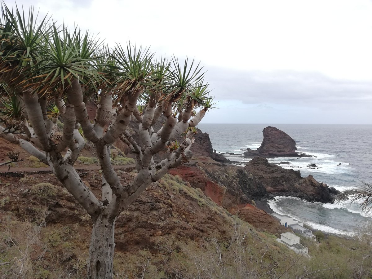 volandocanarias's tweet photo. #Tenerife, paraíso para los amantes del senderismo, ofrece maravillosas rutas como esta desde #Chamorga hasta #RoqueBermejo
Ruta con un desnivel importante y una belleza incomparable aún en estos días grises de invierno.
#Anaga @VisitTenerifeES @santacruz_ayto https://t.co/0LFTkGVxMF