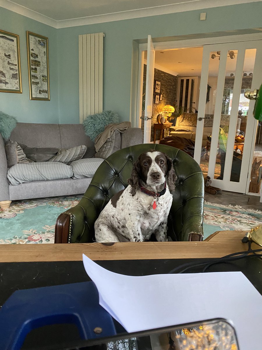 SpanielsSuper's tweet photo. @Chrystalsurrey You have no idea! 🥴 Today I have moved from my Uber comfy Worlds Best PA perch to the opposite partners chair, just so I can keep a better eye on her! Ronnie is in my usual position, just in case 🙄 #Hopeless #SoInconvenient https://t.co/gTy2RlrSoL