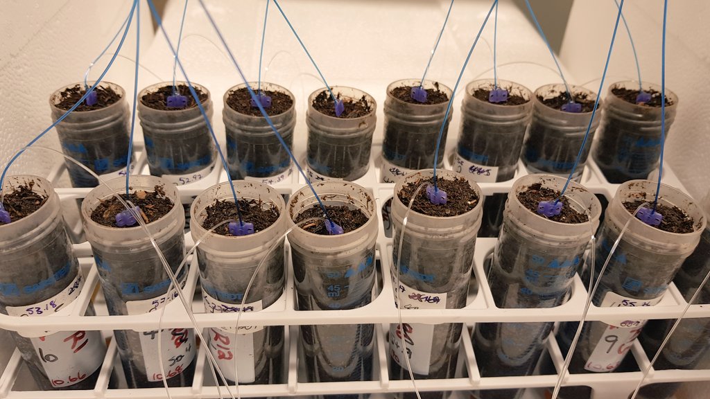 musoscientific's tweet photo. So excited to share our new paper in Geoderma exploring the use of microdialysis to simulate root C release, whilst simultaneously monitoring N fluxes! 

Big shout-out to @richard_brackin and @rootsofthenorth!

https://t.co/Bl9PAXQE9L

#soilscience #microdialysis #roots https://t.co/ihQnxlbkyq