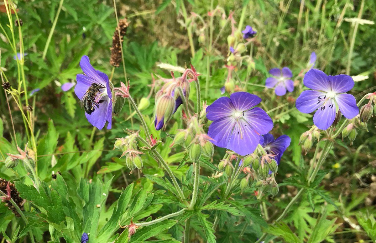 NLBloeit's tweet photo. Waarom al die door de mens bedachte cultivars kweken en planten als de natuurlijke soorten bijna zijn verdwenen? https://t.co/VoT5rNYQv9
#plantenvanhier
#biodiversiteit
#oogopdenatuur
#newdutchwave https://t.co/w3OF3eonbC