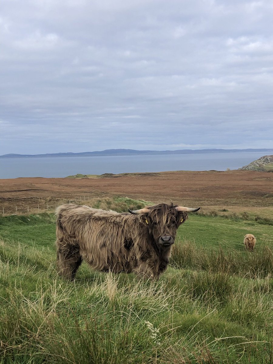 HI_Voices's tweet photo. Meet some of our Highland hoof stock.

As part of our grazing management these Scottish beasties graze #TheOa for us. Keeping the grassland sward short, great for foraging Chough.

The Highland Cow dung is also vital for dung beetles, the larvae of which the Chough feed on. https://t.co/05Id4iN9OE