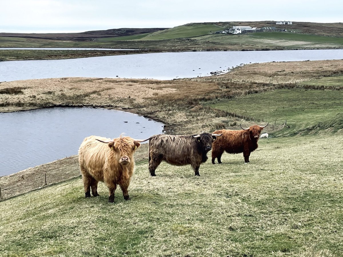 HI_Voices's tweet photo. Meet some of our Highland hoof stock.

As part of our grazing management these Scottish beasties graze #TheOa for us. Keeping the grassland sward short, great for foraging Chough.

The Highland Cow dung is also vital for dung beetles, the larvae of which the Chough feed on. https://t.co/05Id4iN9OE