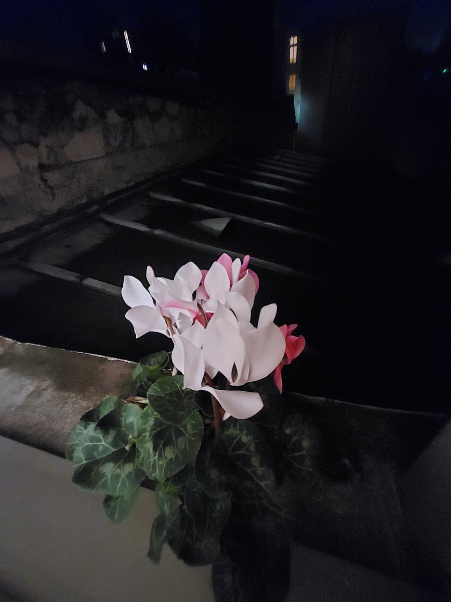 Mon cyclamen bicolore.