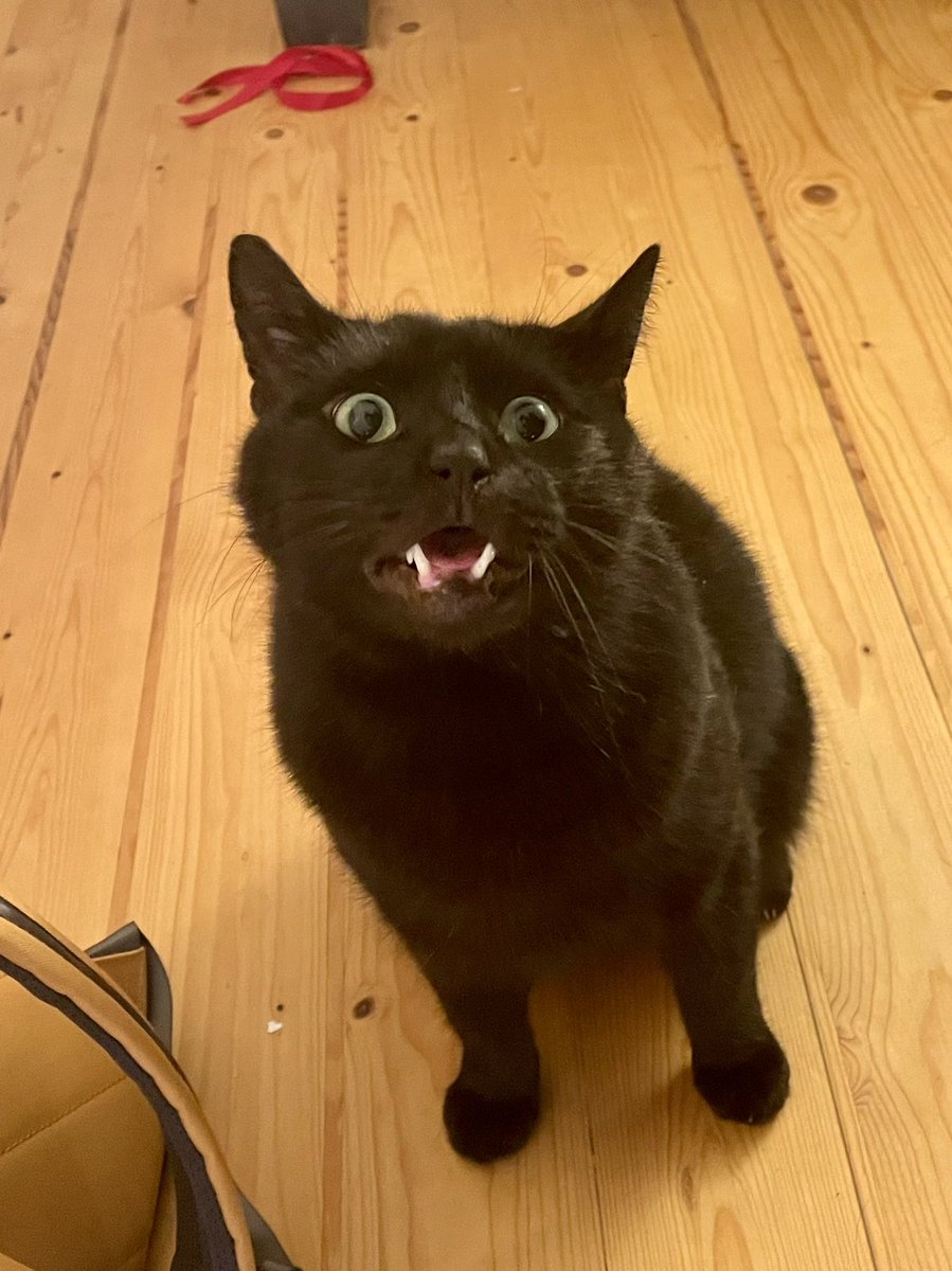 Current status: excited but slightly overwhelmed with all of the cool research projects I get to be part of.
Thank you to my co-authors for your patience and thanks to my cat Willi for expressing my feelings perfectly in this picture! 🥺